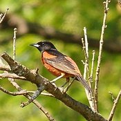 Orchard Oriole